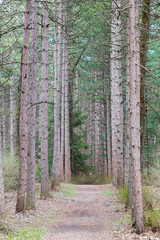 Obraz premium Pine forest with trail