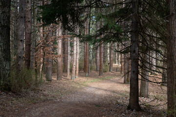 Sunny spot in pine forest with shadows