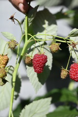 Red raspberries in the garden close-up. A large berry of ripe raspberries in the garden. Red sweet berries growing on a raspberry bush in an orchard