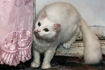 White fluffy cat with big black eyes hunts for prey next to pink curtains	
