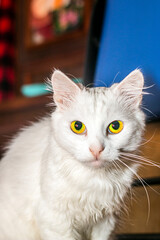 White fluffy cat with yellow eyes close-up	

