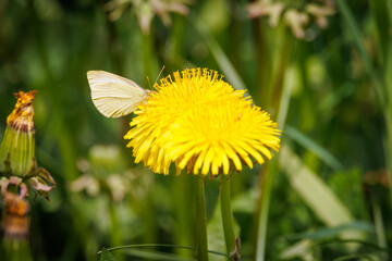 a white cabbage sits on a yellow buttercup
