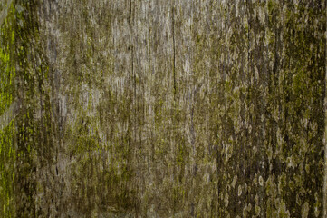 Full frame close up of old tree plank with moss