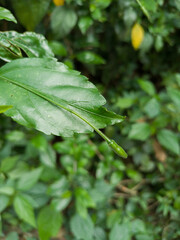 green leaf with flower bud