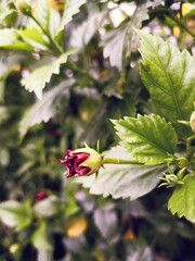 red hibiscus bud