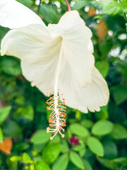 yellow hibiscus flower bud.