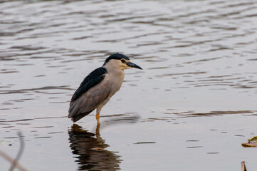 The egret guarding the water inlet where a small fish passes is in a highly alert state, with an elegant posture, beautiful environment, and a tranquil and peaceful atmosphere. It was photographed at 