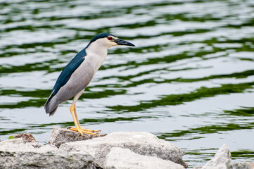 The egret guarding the water inlet where a small fish passes is in a highly alert state, with an elegant posture, beautiful environment, and a tranquil and peaceful atmosphere. It was photographed at 