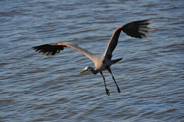 Great Blue Heron on Lake