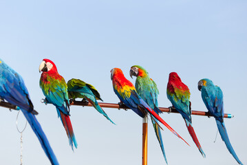 Close up of colorful scarlet macaw parrot pet perch on roost branch with blue clear sky background