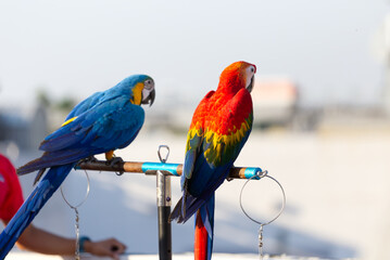 Close up of colorful scarlet macaw parrot pet perch on roost branch with blue clear sky background