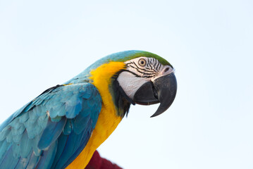Close up of colorful blue macaw parrot pet perch on roost branch with blue clear sky background