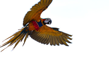 blurred colorful macaw parrot flying in bright blue sky background 