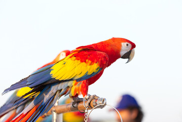 Close up of colorful scarlet macaw parrot pet perch on roost branch with blue clear sky background