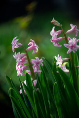 Fototapeta premium The bee carries honey. Honey flower. Early spring pink honey plant.Pink hyacinth in the garden. Blossoming flower.