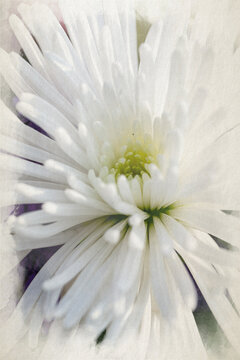Watercolour digital painting of white Aster flowers in bloom.