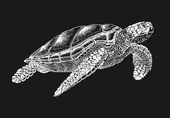 Obraz premium Sea turtle. Hand drawn illustration converted to vector. Vector with animal underwater.