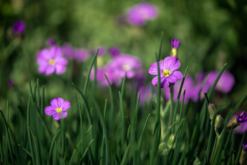 Obraz na płótnie Canvas Field flower of soft lilac color.Bee paradise.Honey plants in the meadow.Spring primroses.