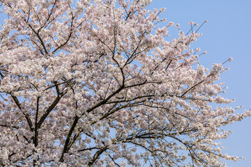 landscape of the cherry blossom. Cherry blossoms bloom in the spring season.