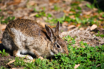 A wild rabbit eating.