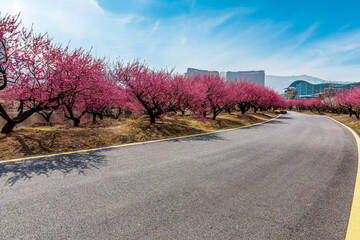 Asphalt road and plum flower tree landscape