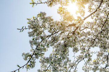 White cherry blossoms bloom in the spring season