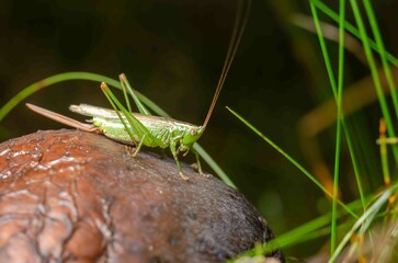 Green grasshopper sits in the greenery.