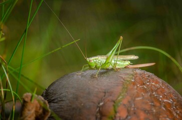 Green grasshopper is sitting on a green leaf.