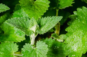 Fresh green mint leaves background