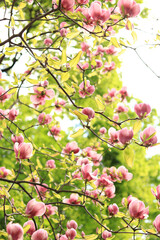 Pink and white magnolia flowers. Blooming tree in spring. Magnolia flowers on a branch. Natural spring background with beautiful flowers