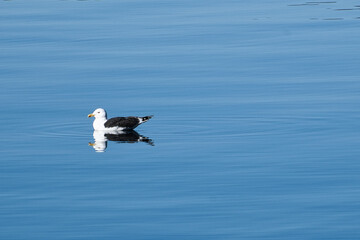 Fototapeta na wymiar seagull swims on the fjord in Norway. The sea bird is reflected in the water.