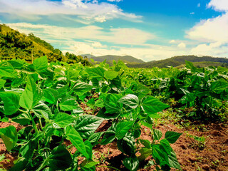 Fototapeta na wymiar closed up bean plantation in rural area on a sunny day 