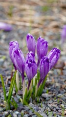 Fioletowe krokusy kwiaty rośliny w parku narodowym