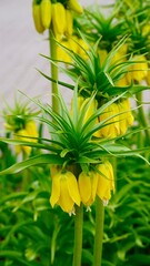 Żółty kwiat roślna ogród
