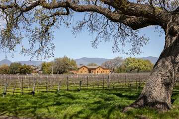 vineyard in spring with a huge tree in the front