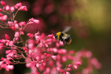 Bumble Bee in flight landing on pink flowers of heuchera in garden