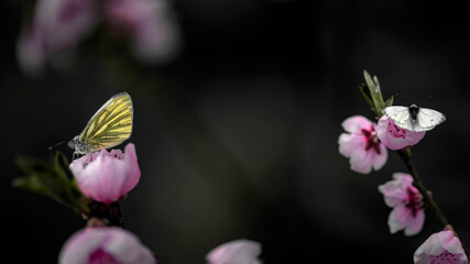 A tender butterfly sits on an apricot branch.Flowering apricot branch attracts insects.A bright butterfly collects nectar from an apricot branch.