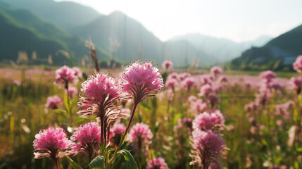 Fototapeta premium wild flowers fields on spring and summer season, with colorful wild flower and natural sunlight background scene.