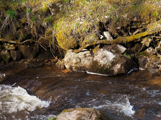 Spring in nature. Decorated Latvian nature walking trail, created stone faces, which are hidden in other stones next to the river and the moss and trees