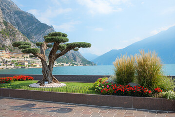 lakeside promenade Limone sul Garda, with pine tree and red begonias flowerbed, italy