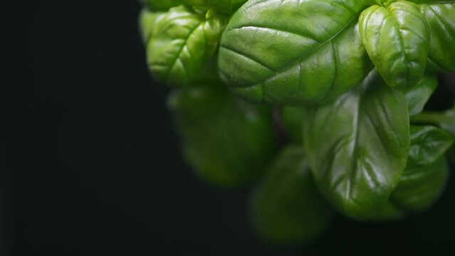Basil leaves over black background. Green basil growing. Fresh Flavoring. Nature healthy food backdrop, close-up. Vegetarian concept. Basils plant closeup
