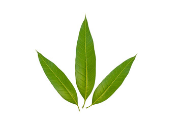 Mango leaf isolated over a white background.fresh green laeves.