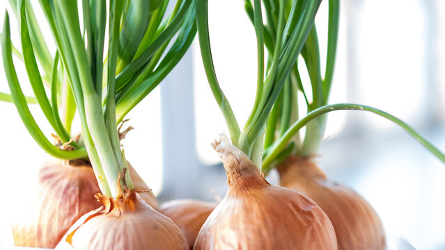 Sprouted bulb on the windowsill in winter. Onions with seedlings planting in the room. Green onions grow at home.