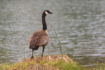 Canada Goose (Branta canadensis) on the shore of Crystal Lake in Shasta County California, usa.,