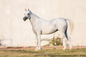 The purebred Arabian horse in the field and in the race and show
