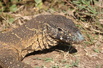 Nilwaran / Nile monitor / Varanus niloticus