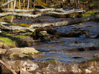 Fototapeta na wymiar Spring in nature. Decorated Latvian nature walking trail, the river flows in the forest and park, among stones, moss and trees. Fallen old trees on the ground and in the water