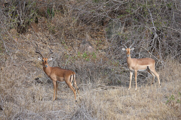 Schwarzfersenantilope / Impala / Aepyceros melampus