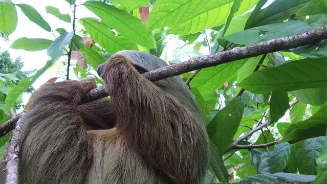 Sloth on a tree. Costa Rica. Sloth hanging relaxed from a tree branch while playing, eating. Closeup tropical wildlife.