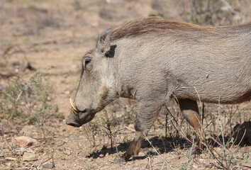 Warzenschwein / Warthog / Phacochoerus africanus
